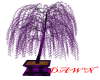 Purple Willow Tree