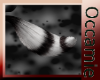 Conquest   black Tail