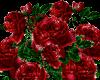 Twinkle roses