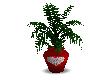 Valentine Heart Plant