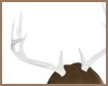 Kuri Antlers