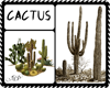 Cactus Fillers