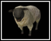 Animated Sheep