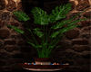 PLANT with candles