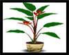 ! Carbuncle Plant