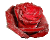 Rosa Sticker