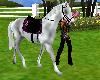 NS White Equestrian/Ani.