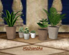 Plants w/flower pots