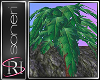 *B* Palm Tree