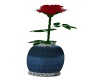 blue vase red rose