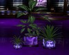 RY*plant angel purple/bl