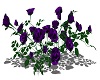 Purple Rose Bush