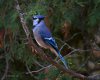 Blue Jay...