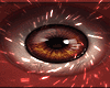 Odell Dark Chestnut Eye