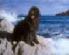  The good ol` newfie mus