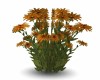 ORANGE Flower Plant