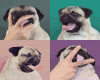 Pugs Life - The Sequel