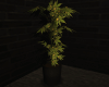 Weed plant