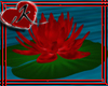 !!1K Red Water Lilly