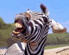 Zebra sticker