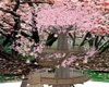 sakura tree house