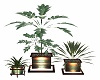 romantico 3 potted plant