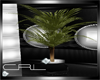 [CRL]Palm Plant