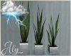 Storm Watch Plants