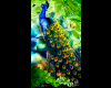 Animated pic of  peacock