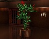 RUBBER TREE PLANT