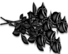 Black Roses