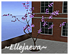 Urban Flowering Tree