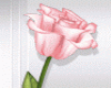 Easter Sunday Rose