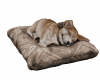 Sleep Dog animated
