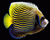 (OM)Tropical Fish Anim