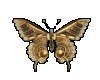 (NEF) Gold Bufferfly