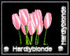 HB* Beloved Pink Tulips