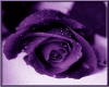 rose purple in frame