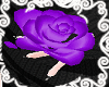 Purple Rose Petals 🌹