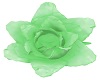 MY Lime Rose