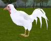 TF* White Rock Rooster