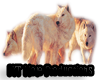 Arctic Wolves Looking