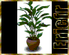 [Efr] Plant In a pot