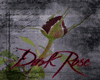 a dark rose