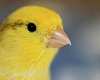 [Cyn]Canary beak 1 F