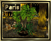 [my]Paris Club Plant