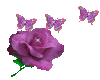 (G) Purple flower