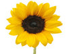 Sunflower Fields Bouncer