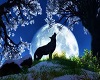 Wolf Pic 1