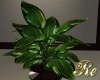 Classic Realistic Plant